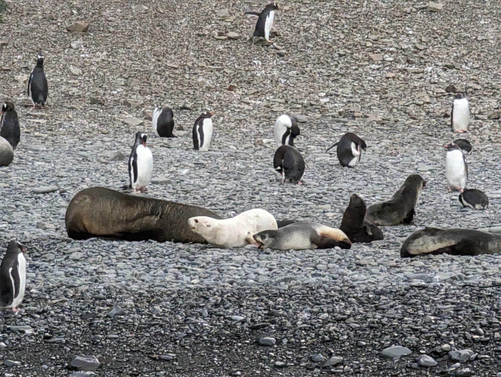 a group of penguins and seals on a rocky beach
