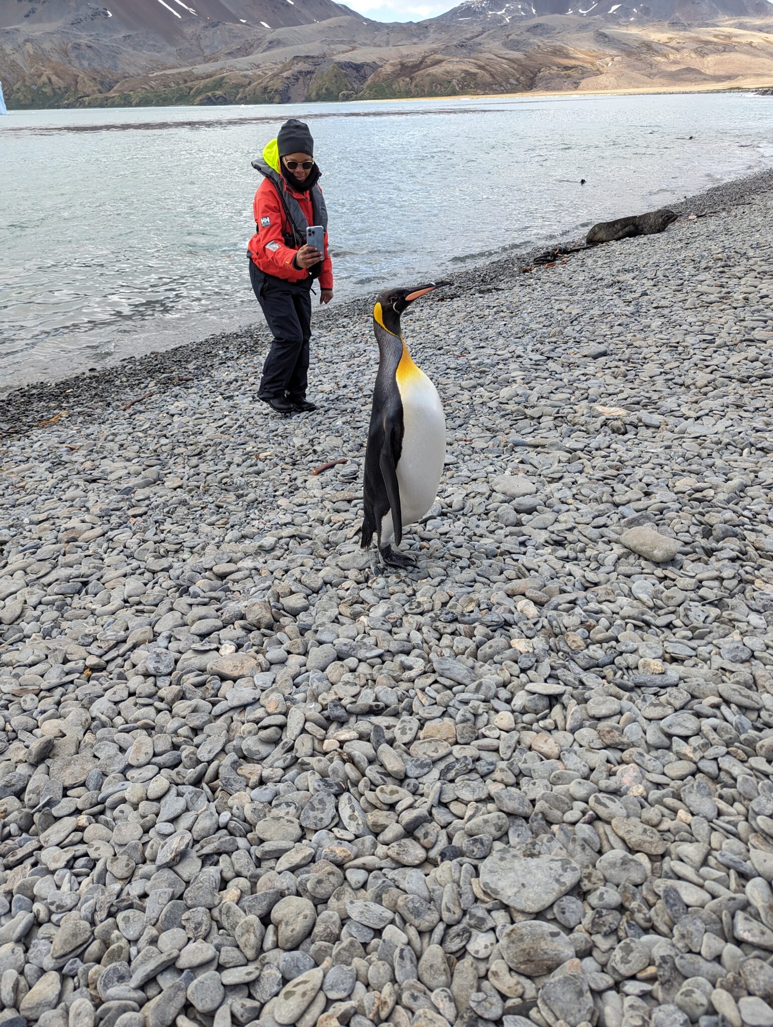 King Penguins expeditoin