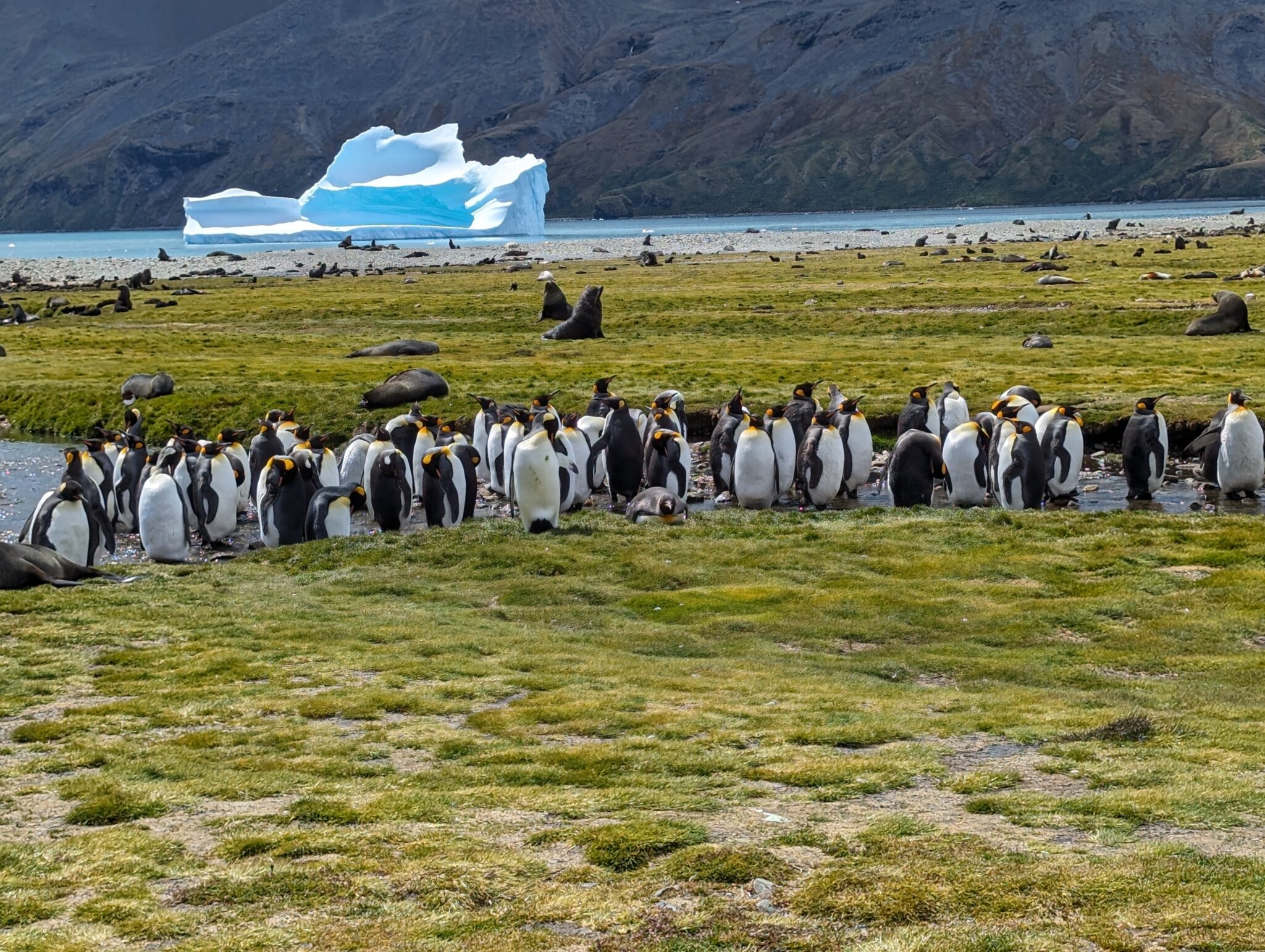 a group of penguins on a grassy field