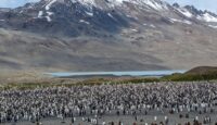 King Penguins