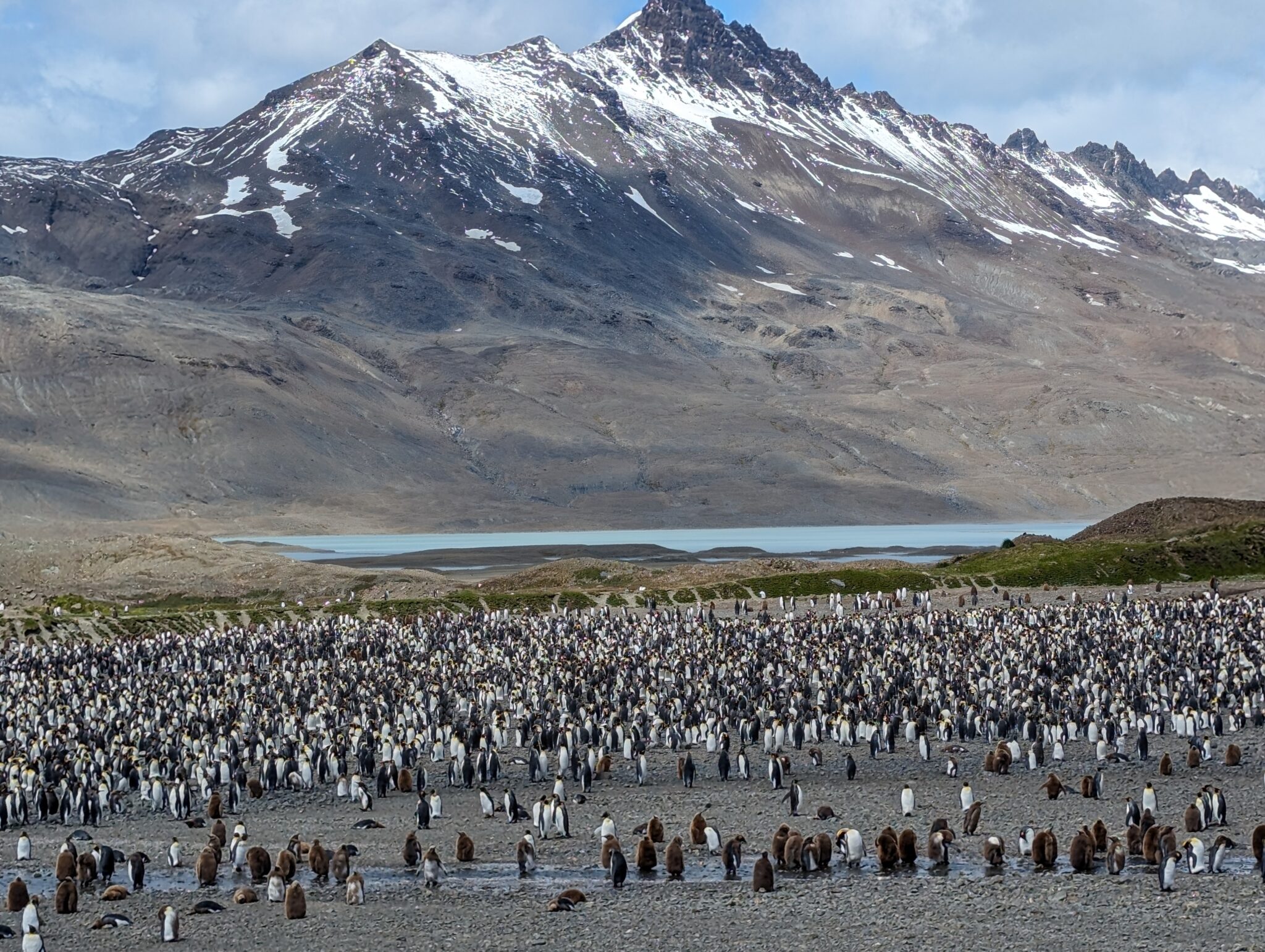 King Penguins