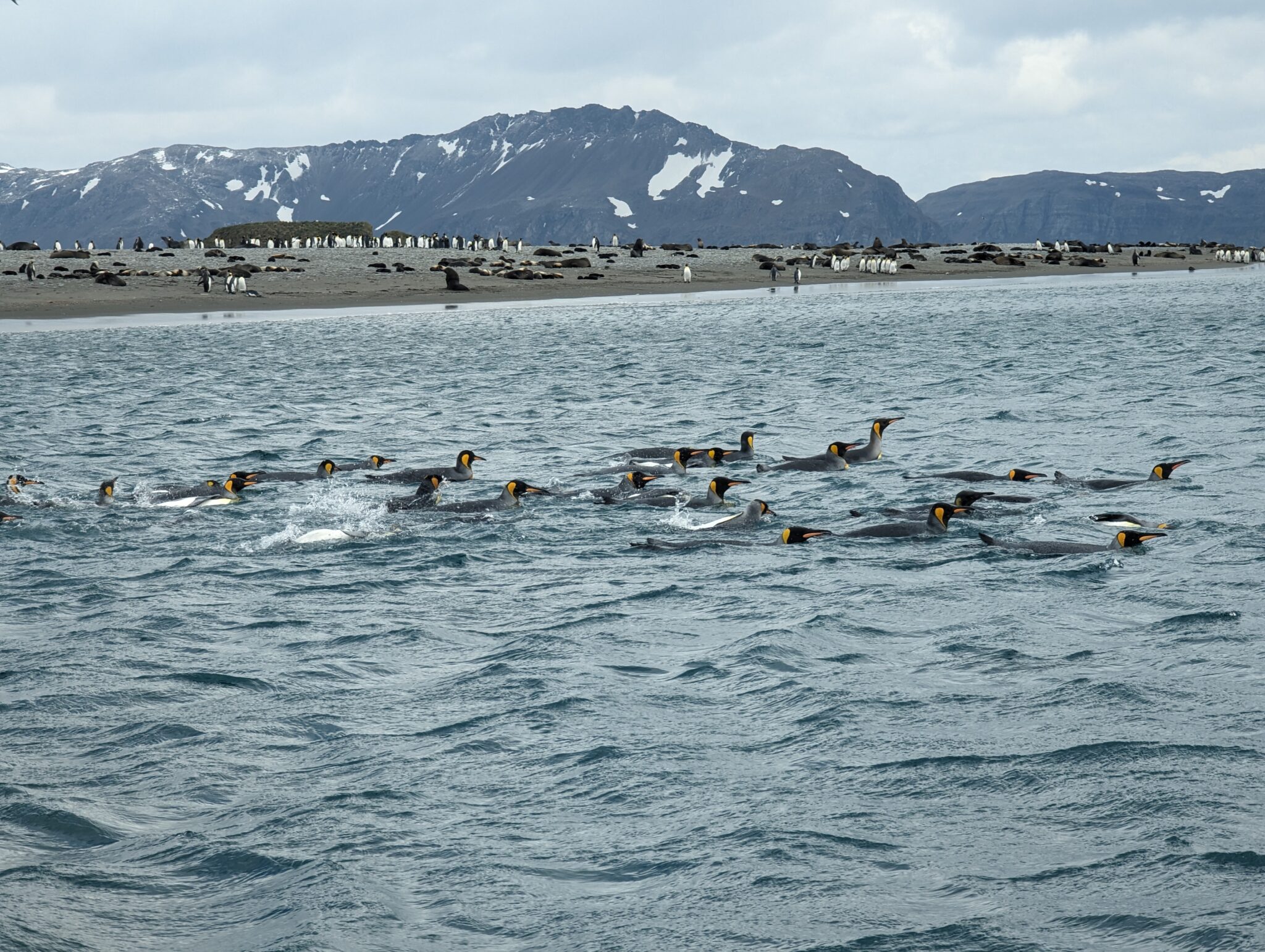 Swimming King Penguins