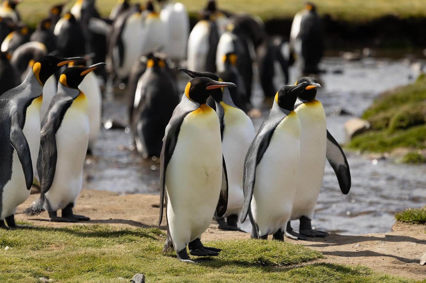 a group of penguins standing on grass