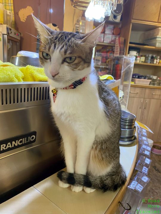 Kitten Coffee Garden cat cafe, Taipei