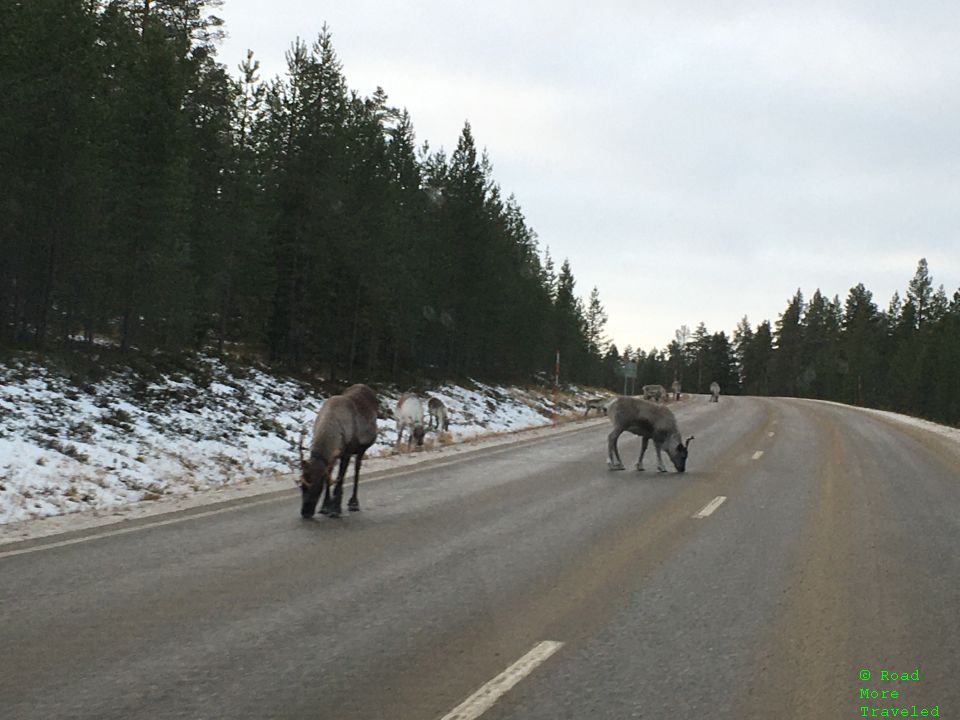 Reindeer in Lapland, Finland