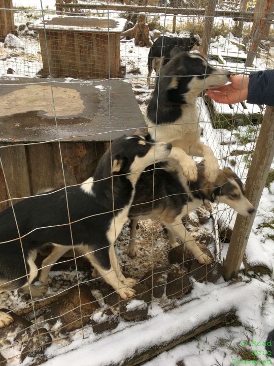 Siberian husky puppies