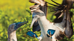 Huge Sale: Lindblad Expeditions Galápagos Cruise From $5,000