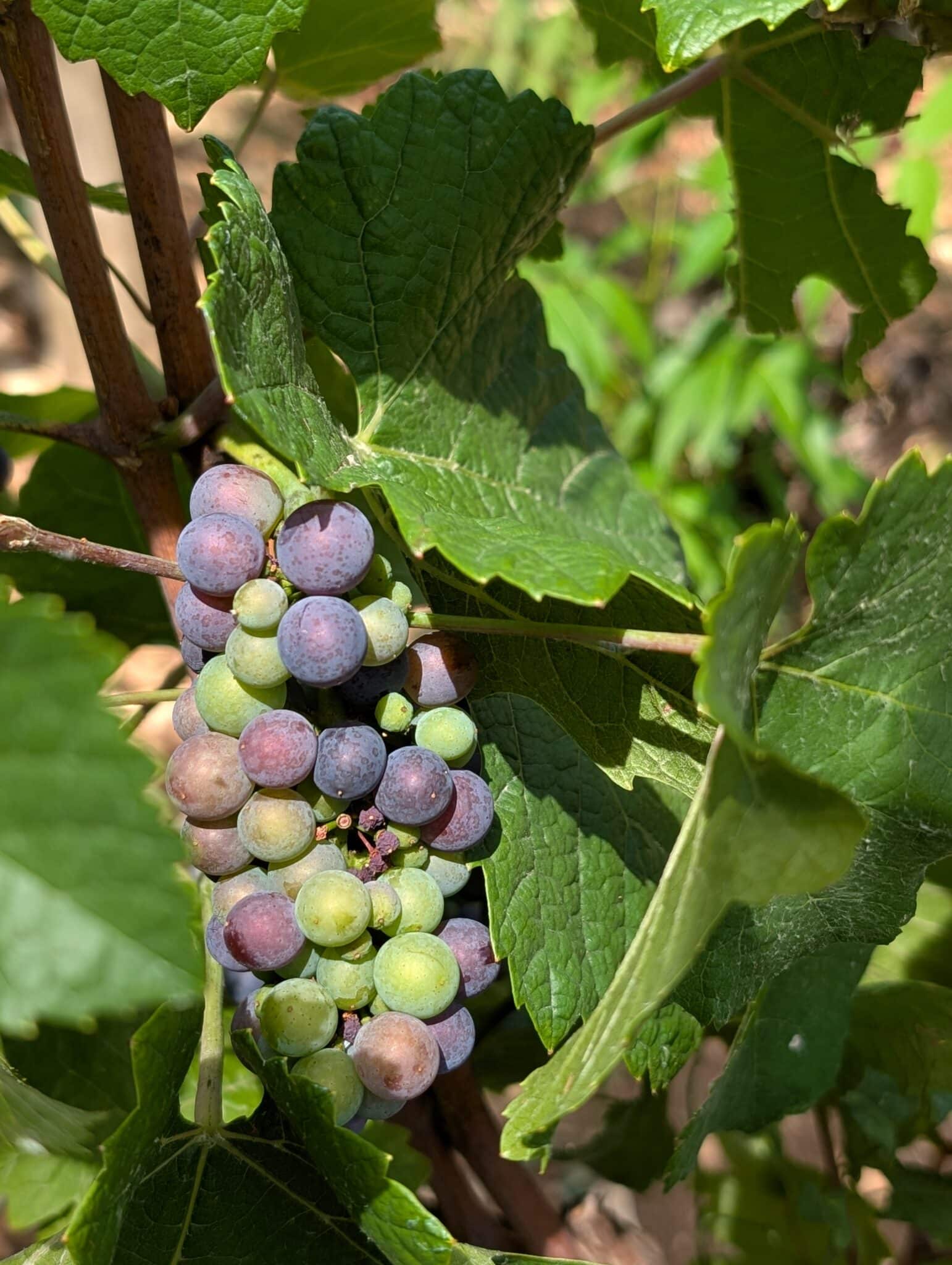 a bunch of grapes on a vine