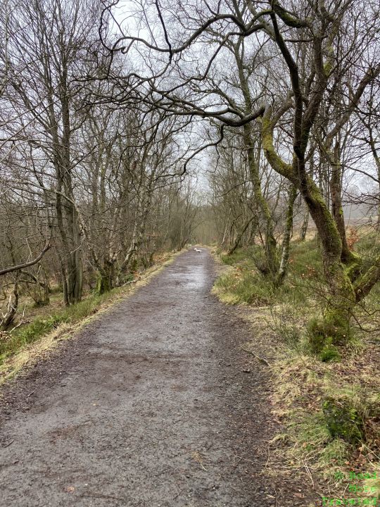 Woods in Mugdock County Park