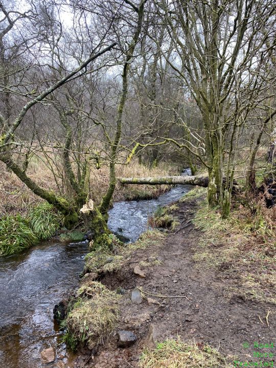 Woods along West Highland Way, Mugdock County Park