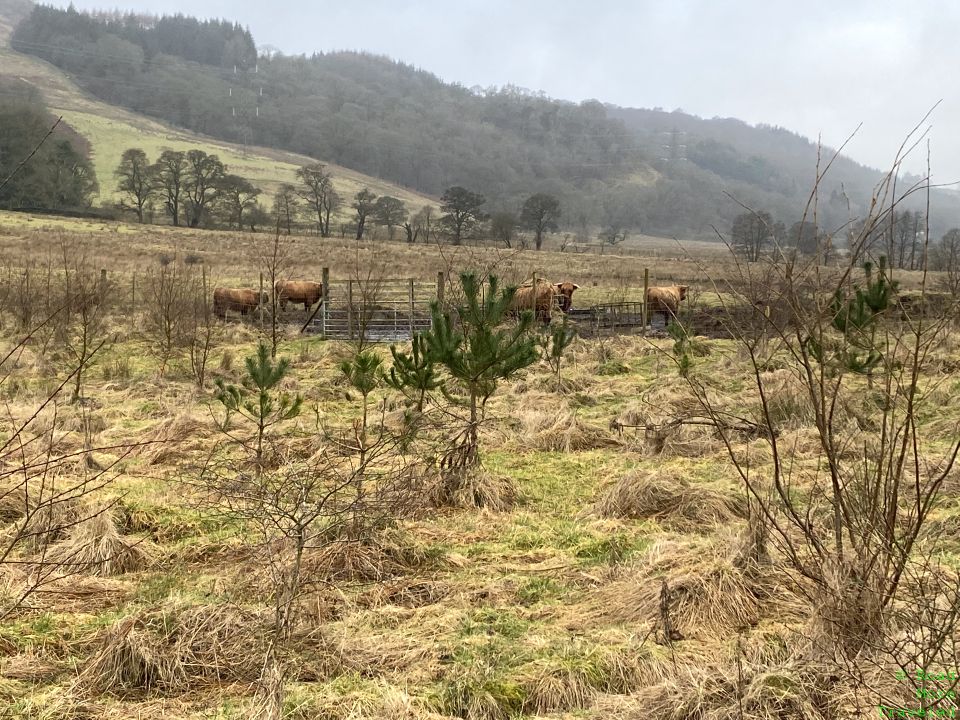 Seven miles of the West Highland Way - Highland cattle along trail