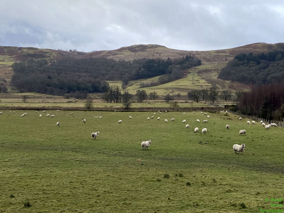 Sheep along West Highland Way, near Dumgoyne, Scotland