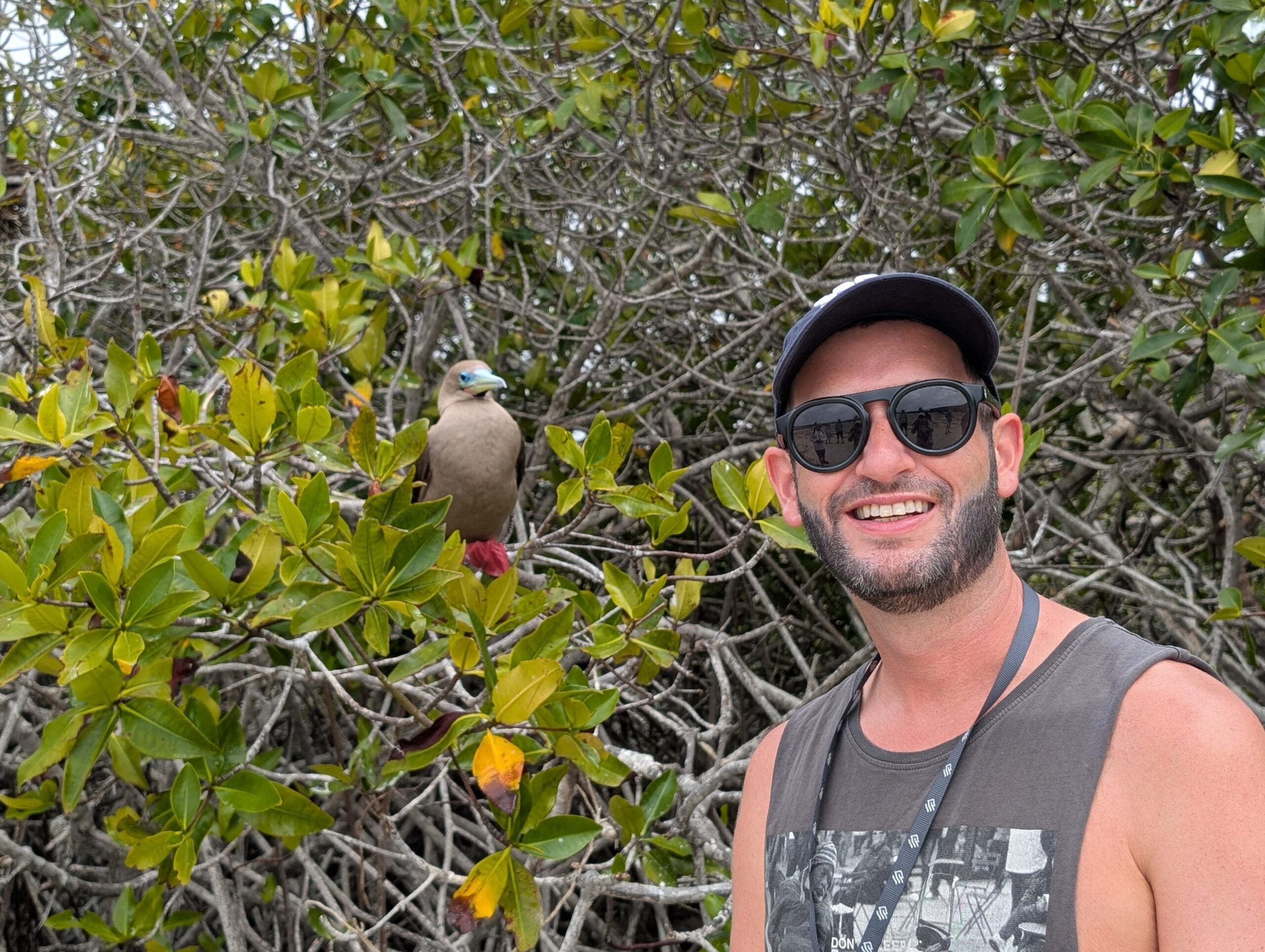 Red footed Boobie