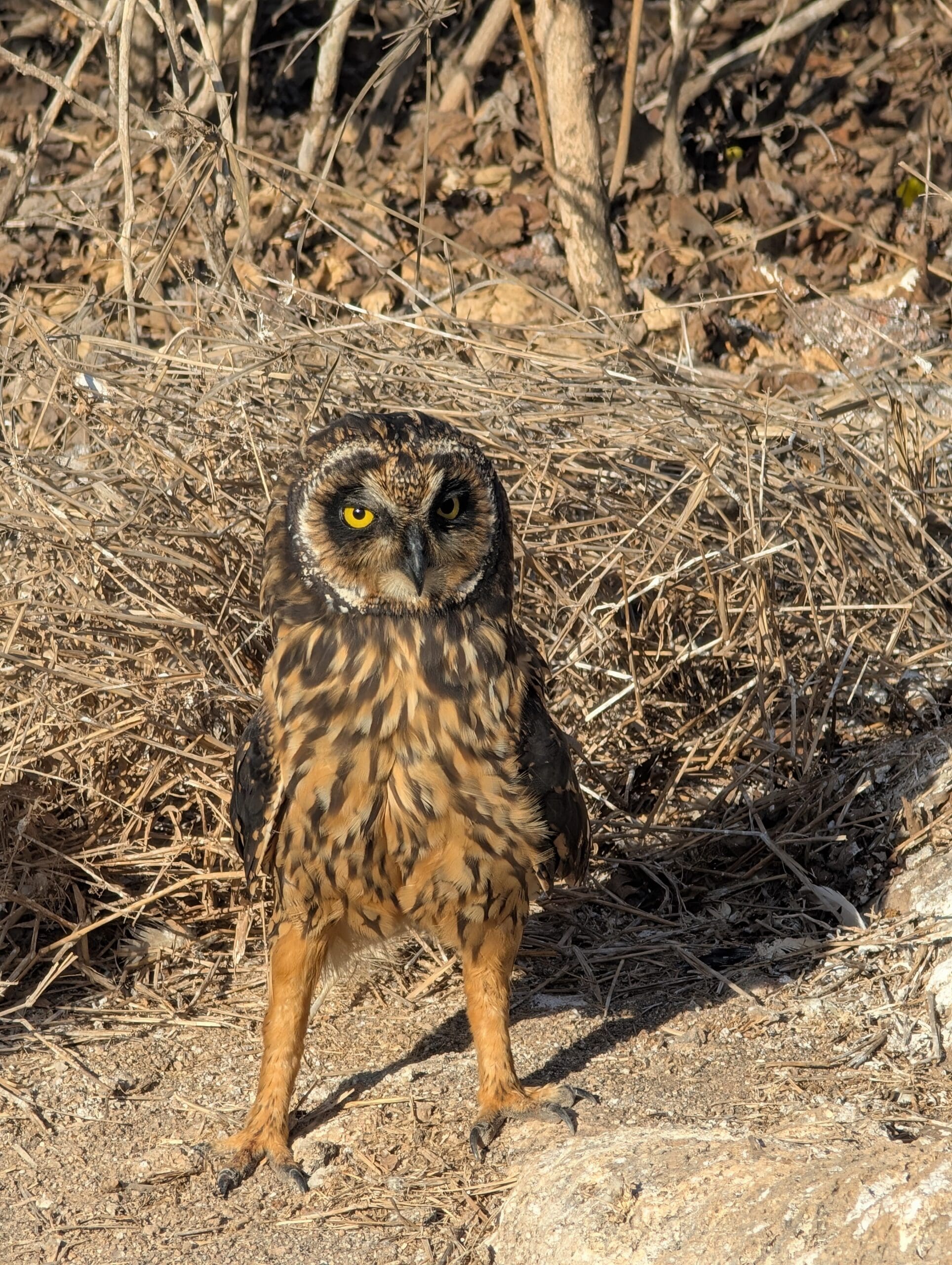 an owl standing on the ground