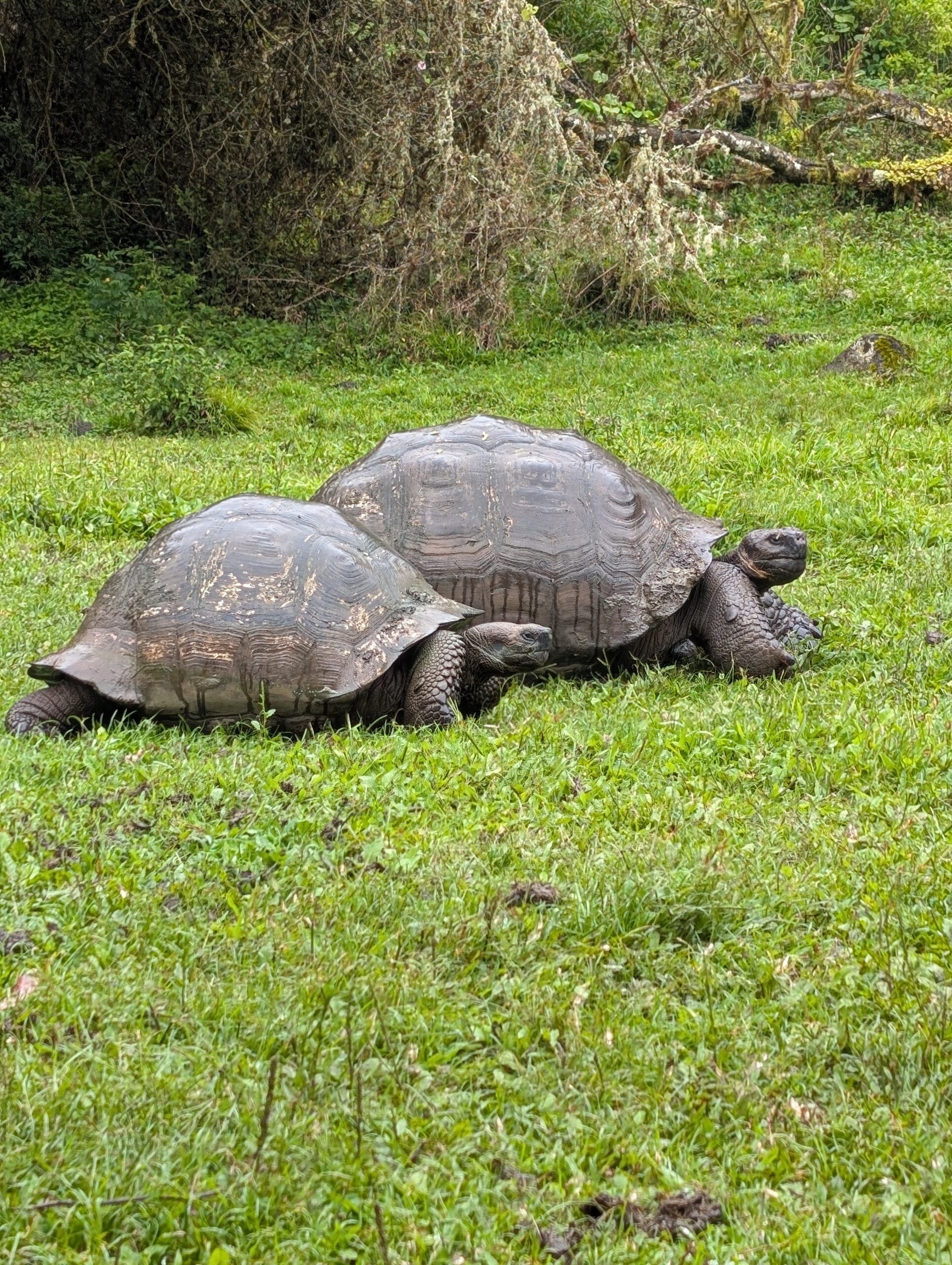 a couple of tortoises in a grassy field