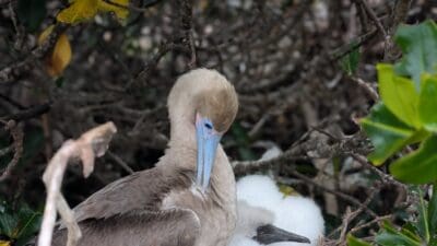 Nesting Red Footie Boobie and chick