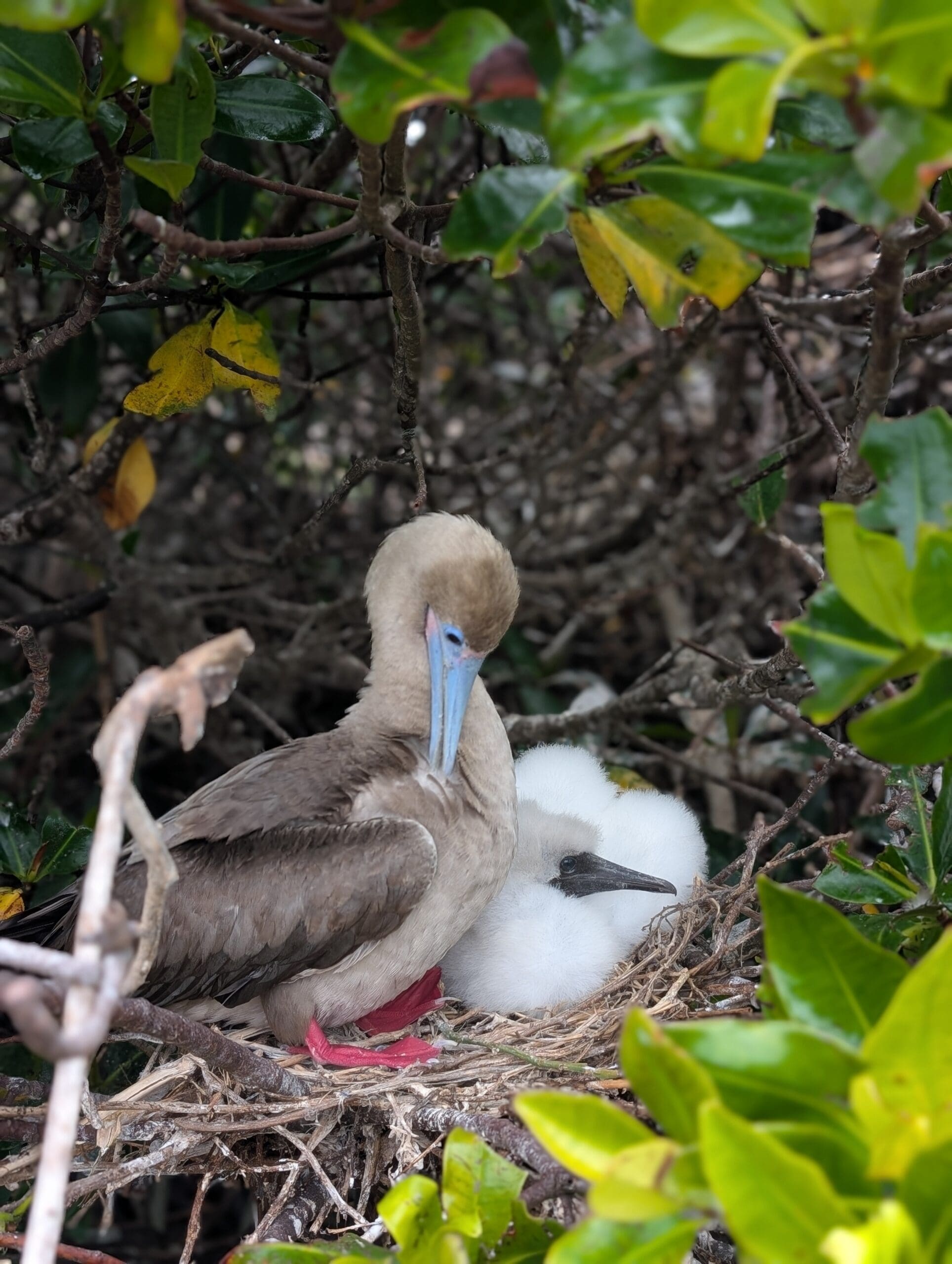 Nesting Red Footie Boobie and chick