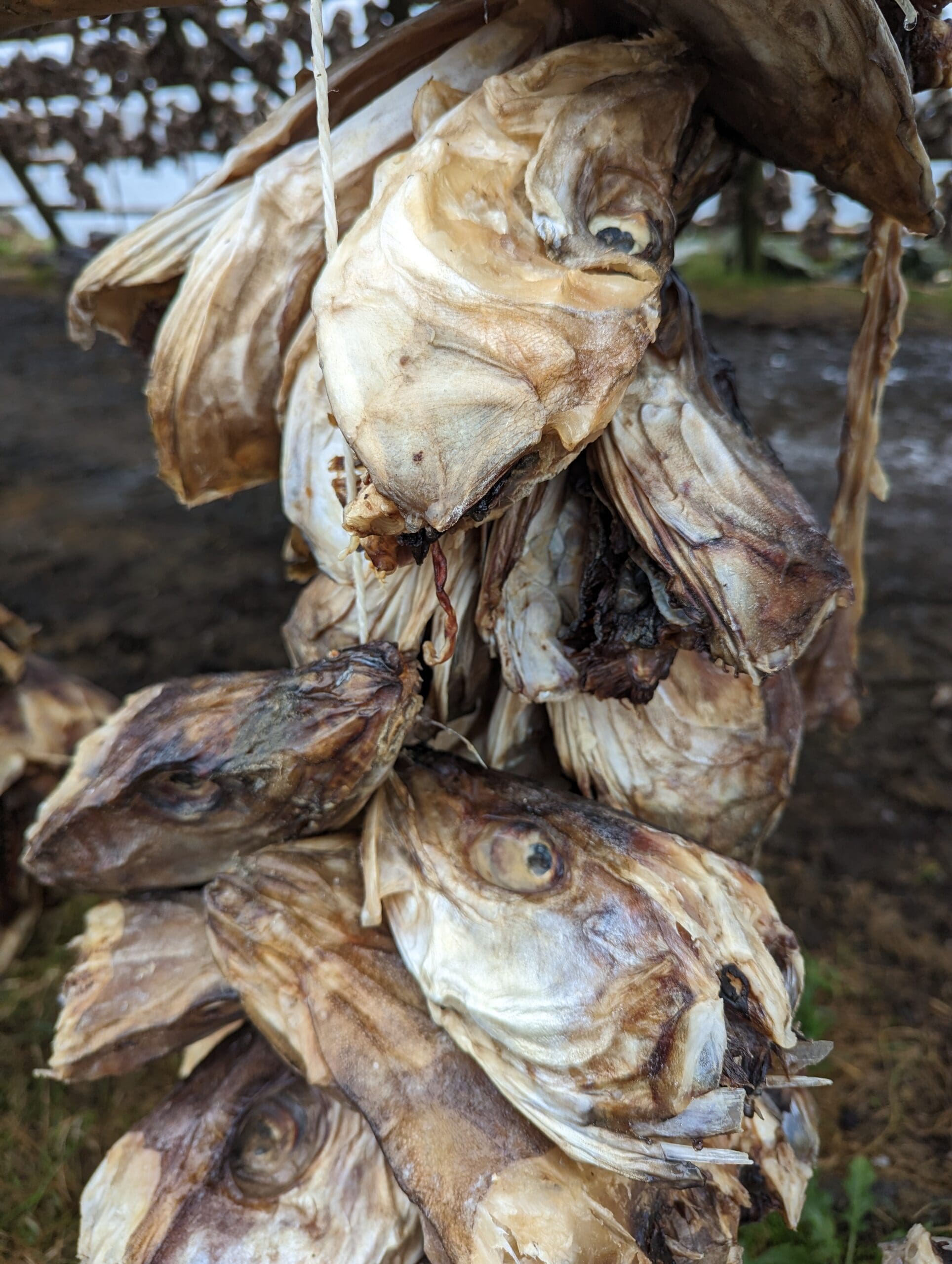 a group of dried fish heads from a rope