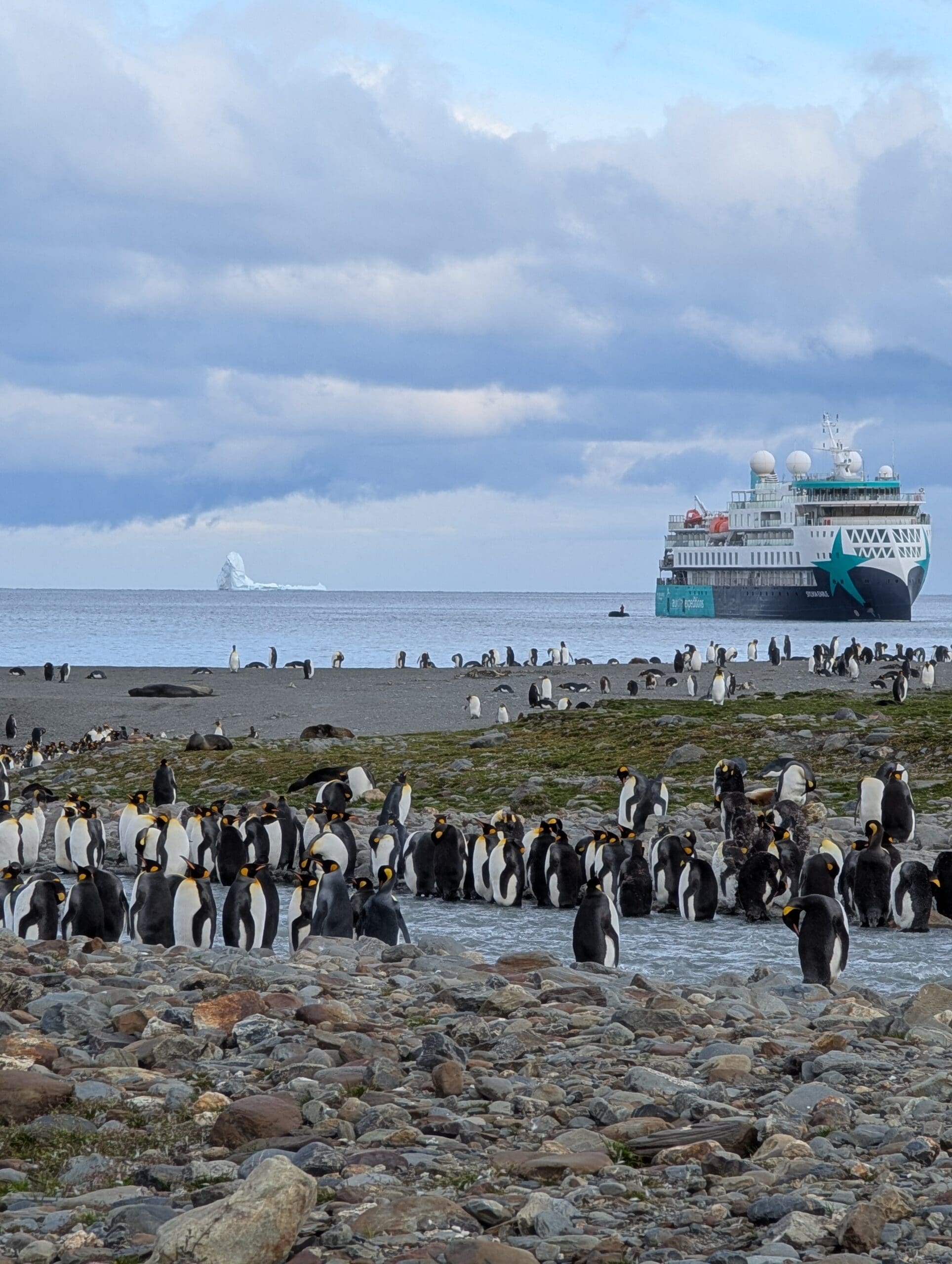 a large group of penguins on a rocky beach with a cruise ship in the background