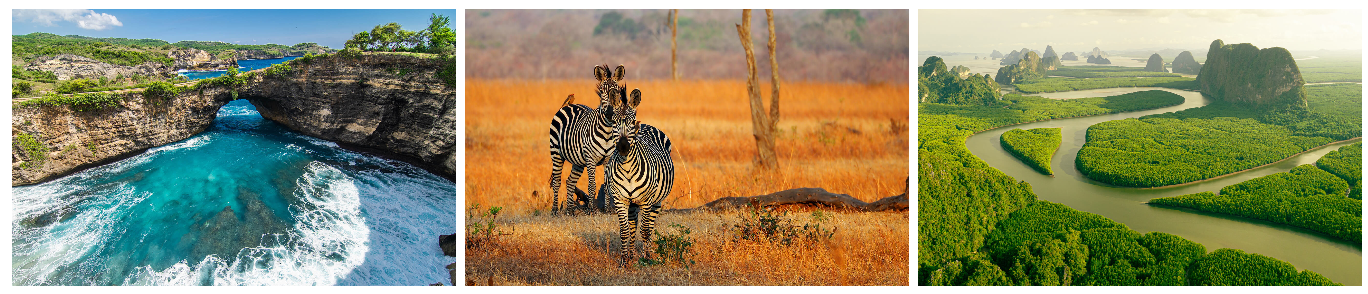 a group of zebras standing in a field