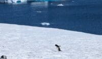 Aurora Expedition Antarctica review