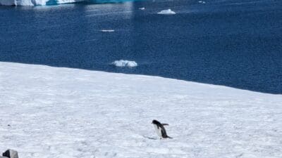 Aurora Expedition Antarctica review