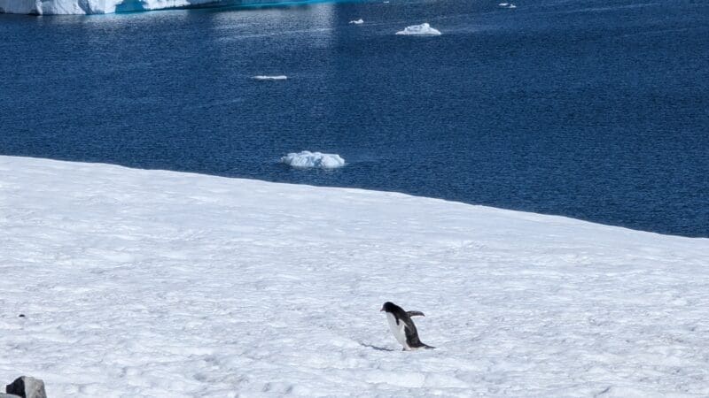 Aurora Expedition Antarctica review