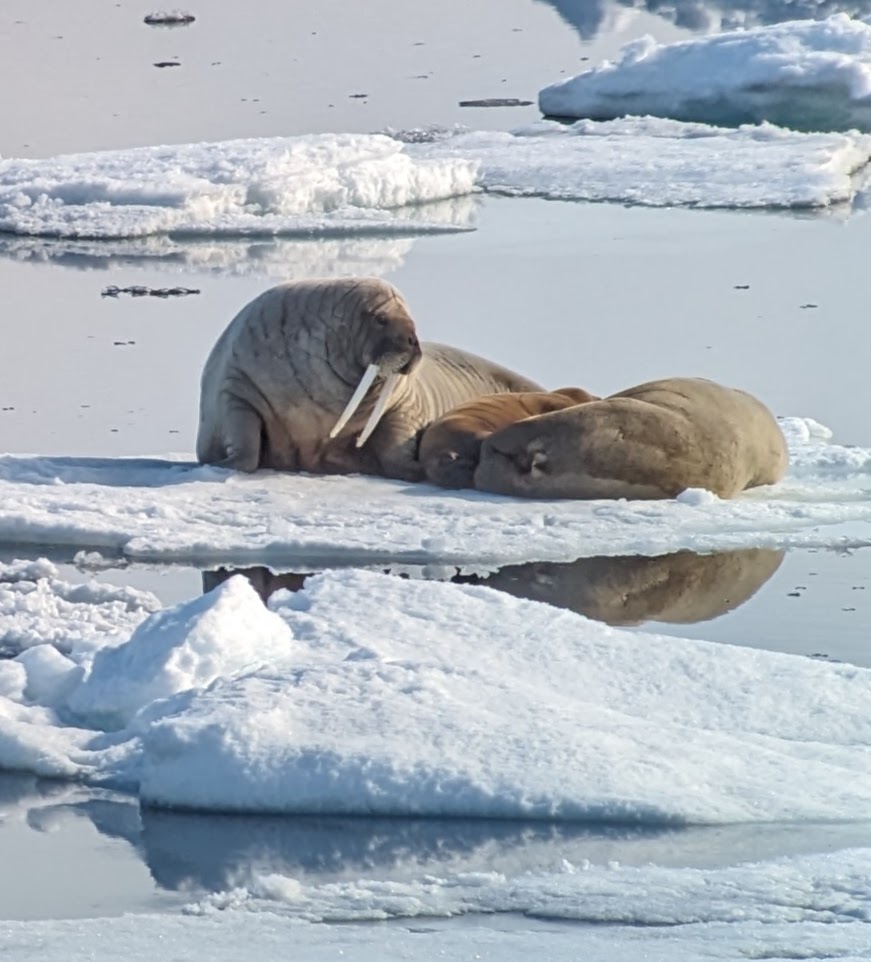 Svalbard walrus